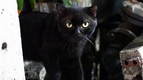 黒ネコ
