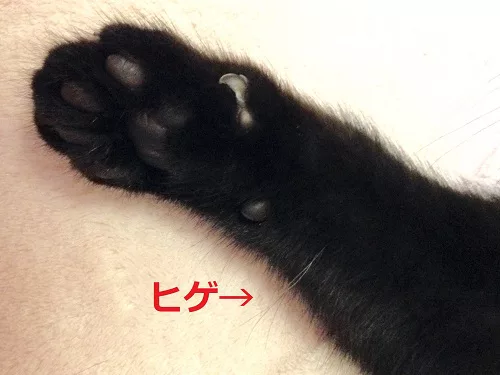 なぜ足音を立てずに歩けるの？猫の脚のヒミツ - にゃんこマガジン