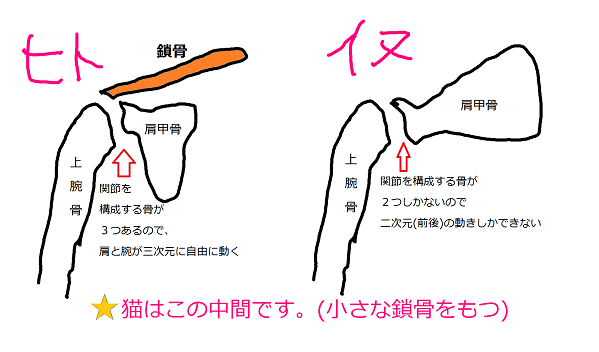 なぜ足音を立てずに歩けるの 猫の脚のヒミツ ページ 2 2 にゃんこマガジン 2ページ