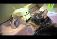 これはスゴイ！独自の水飲みスタイルを貫く熟女猫さん