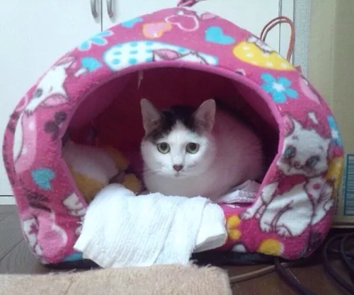 猫ハカセ への近道 動物看護師のあれこれ にゃんこマガジン