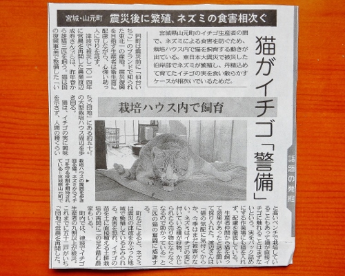 イチゴ猫新聞記事 (500x401)