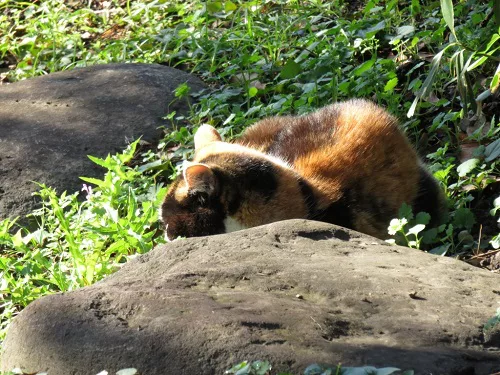 日比谷公園 都心の 動物王国 にて 東京猫町散歩 師匠編04 にゃんこマガジン