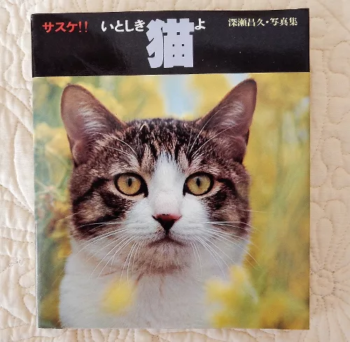 動物写真家としてのプライド。昭和50年代の猫写真集 - にゃんこマガジン
