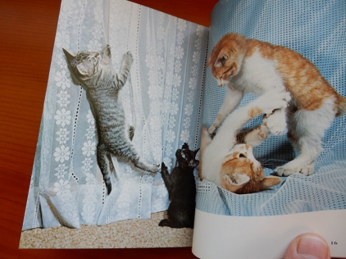 昭和猫２冊２ (500x375)