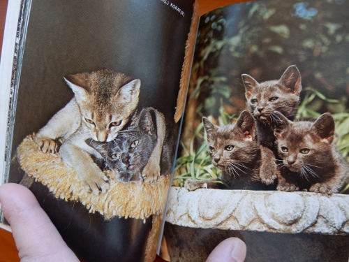 昭和猫２冊３ (500x375)