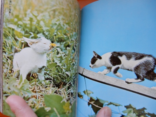昭和猫２冊６ (500x375)