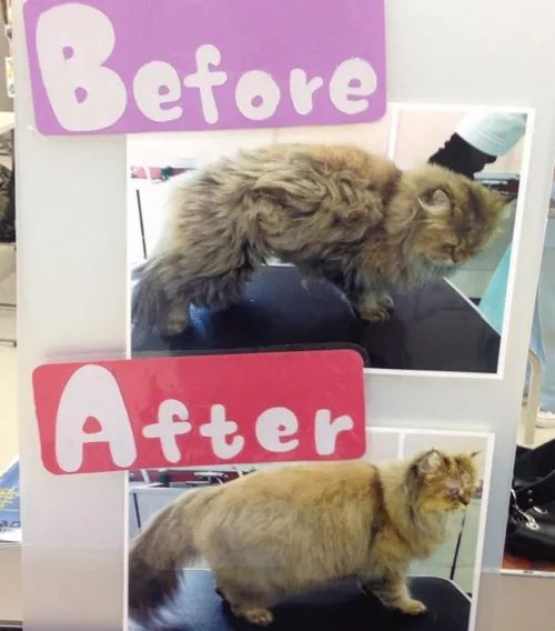 動物専門学校の キャットプロコース に潜入してきました 2ページ目 3ページ中 にゃんこマガジン 2ページ