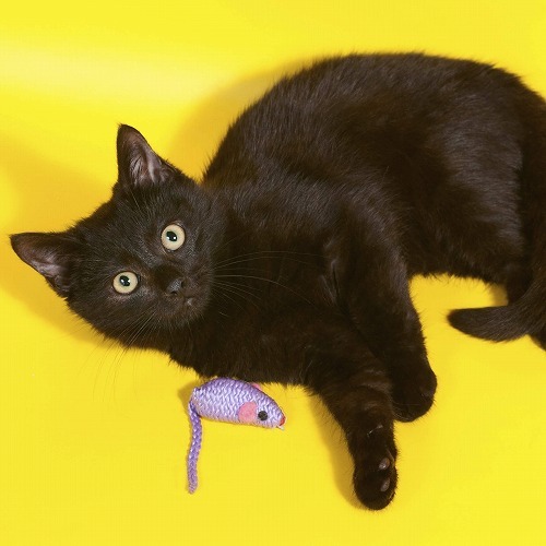 欧米で不吉と言われている黒猫は 日本では昔 福猫として親しまれていた にゃんこマガジン