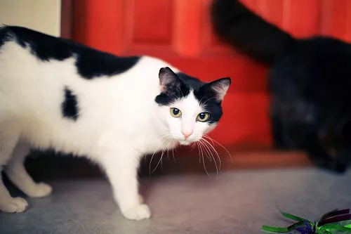 猫にも個性があるんです 猫好きさんでも意外と知らない猫のこと にゃんこマガジン