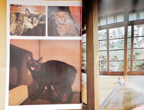 ネコとその仲間（黒猫） (500x383)