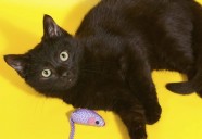 欧米で不吉と言われている黒猫は、日本では昔 福猫として親しまれていた