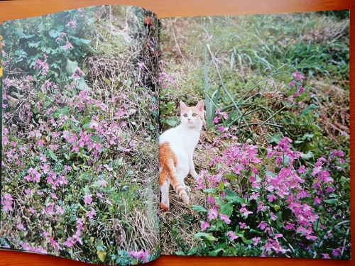 ピンクの花の振り向き子猫 (500x375)