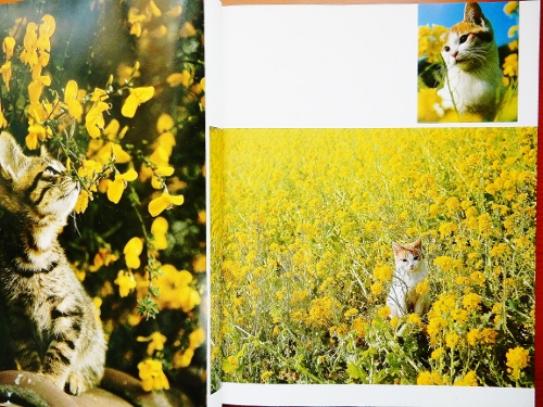 菜の花の子猫写真 (500x375)