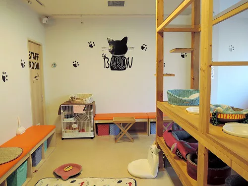 広島県内では希少な猫と触れ合うことのできる 猫カフェバロン にゃんこマガジン