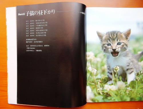 子猫の昼下がり写真 (500x381)