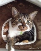 にゃんこ不動産