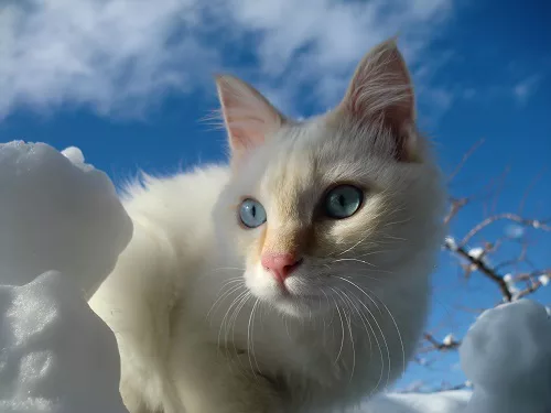 ハハ 托卵 たくらん する 可愛いだけじゃニャーイ のよ 縁側ネコはねっ にゃんこマガジン