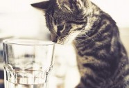 猫の熱中症対策！あなたの愛猫が1日に必要な水の量はどれくらい？