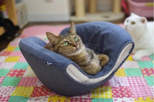猫の寝る場所で猫の気持ちが分るかも 猫が好む寝床とは にゃんこマガジン