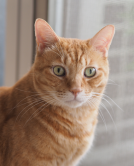 猫にまつわるエピソード
