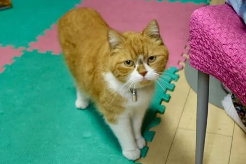 食欲の秋 ねこさんのキャットフードの量を測ってますか にゃんこマガジン