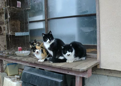 縁側に猫がいる原風景 可愛いだけじゃニャーイ のよ 縁側ネコはねっ にゃんこマガジン