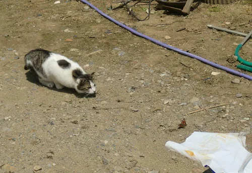 ジビエ 小型野生動物対策 可愛いだけじゃニャーイ のよ 縁側ネコはねっ にゃんこマガジン