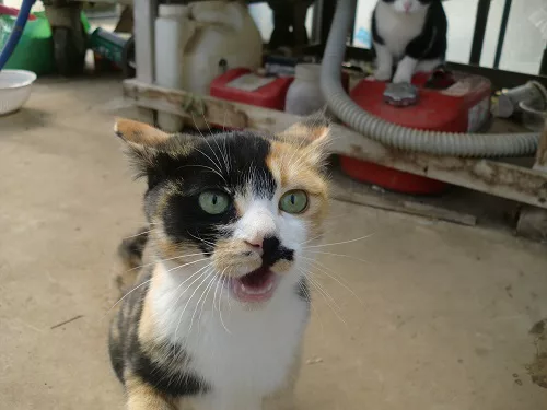 縁側に猫がいる原風景 可愛いだけじゃニャーイ のよ 縁側ネコはねっ にゃんこマガジン