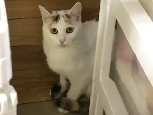 ミスもりねこ 美猫すぎるポリーちゃん にゃんこマガジン