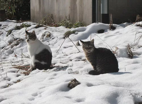 １１月の雪 さむいじゃニャーイの の巻 可愛いだけじゃニャーイ のよ 縁側ネコはねっ にゃんこマガジン