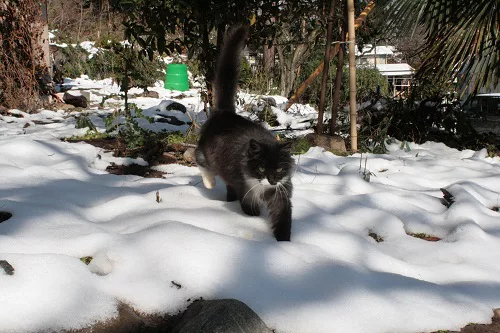 １１月の雪 さむいじゃニャーイの の巻 可愛いだけじゃニャーイ のよ 縁側ネコはねっ にゃんこマガジン