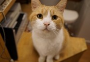 猫カフェ CAT TAIL 甘えん坊のボス猫マンタ