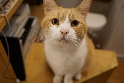 猫カフェ CAT TAIL 甘えん坊のボス猫マンタ - にゃんこマガジン