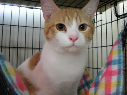 猫カフェ CAT TAIL 甘えん坊のボス猫マンタ - にゃんこマガジン