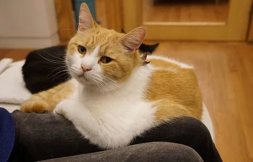 猫カフェ CAT TAIL 甘えん坊のボス猫マンタ - にゃんこマガジン