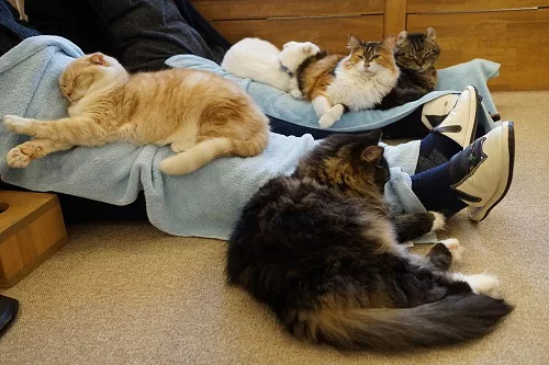 年中無休の猫カフェ。猫のストレス度は？ - にゃんこマガジン