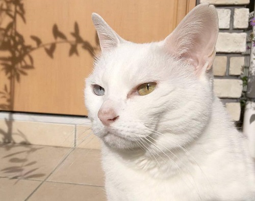 白猫の幻影 猫という現象 マンション騒動記 にゃんこマガジン