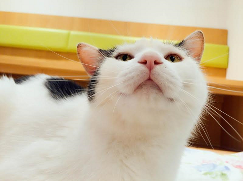 笑顔が絶えない空間で 猫と過ごすことが出来る空間ー猫見家 にゃんこマガジン