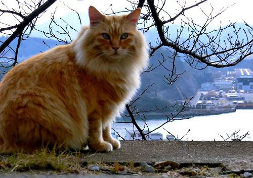 猫の福袋 広島県尾道編 猫街探訪記その にゃんこマガジン