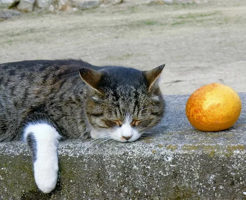 にゃんこパワースポット 広島県尾道編 猫街探訪記その にゃんこマガジン