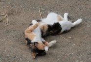 砂浴びの巻！　可愛いだけじゃニャーイ！のよ、縁側ネコはねっ