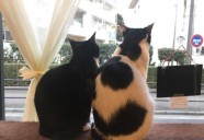 板橋に竣工！SOHO&起業支援、初めての猫との暮らし応援付き一棟丸ごと猫用賃貸！