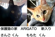 保護猫の家 ARIGATO に猫ちゃんがやってきた！