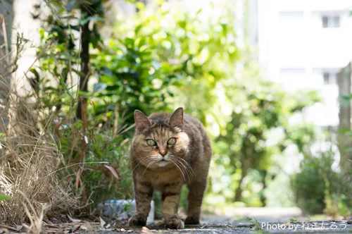 あなたは私に石を投げる人ですか 猫の瞳に映るもの にゃんこマガジン