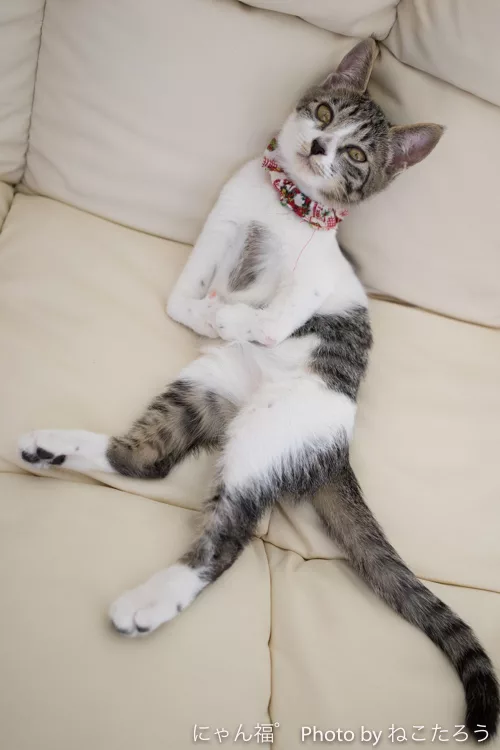 ようちゃんが残してくれたもの にゃんこマガジン