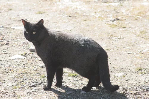 黒ねこ 黒ねこ