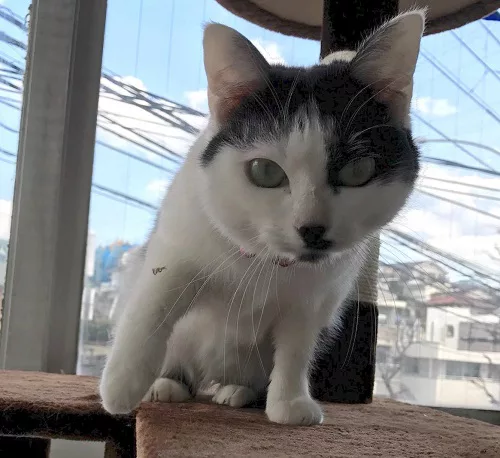 保護猫カフェ 新たな集いの場に にゃんこマガジン