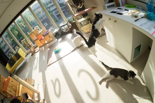 保護猫なんて知らなかった 家族になった保護猫たち にゃんこマガジン