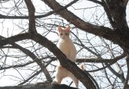 ミカンの木登り！！ 可愛いだけじゃニャーイ！のよ、縁側ネコはねっ